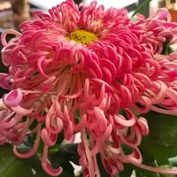 【漓江春色】大花富贵菊 九月大菊盆栽开花好看