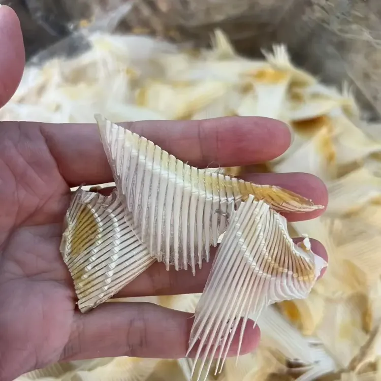 渔民自晒海翅干浦鱼软骨翅骨仔煲汤煲粥食材干货肉质新鲜