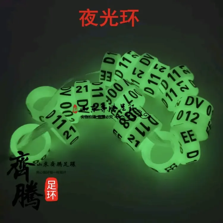 鸽子夜光环现货私人内容定制