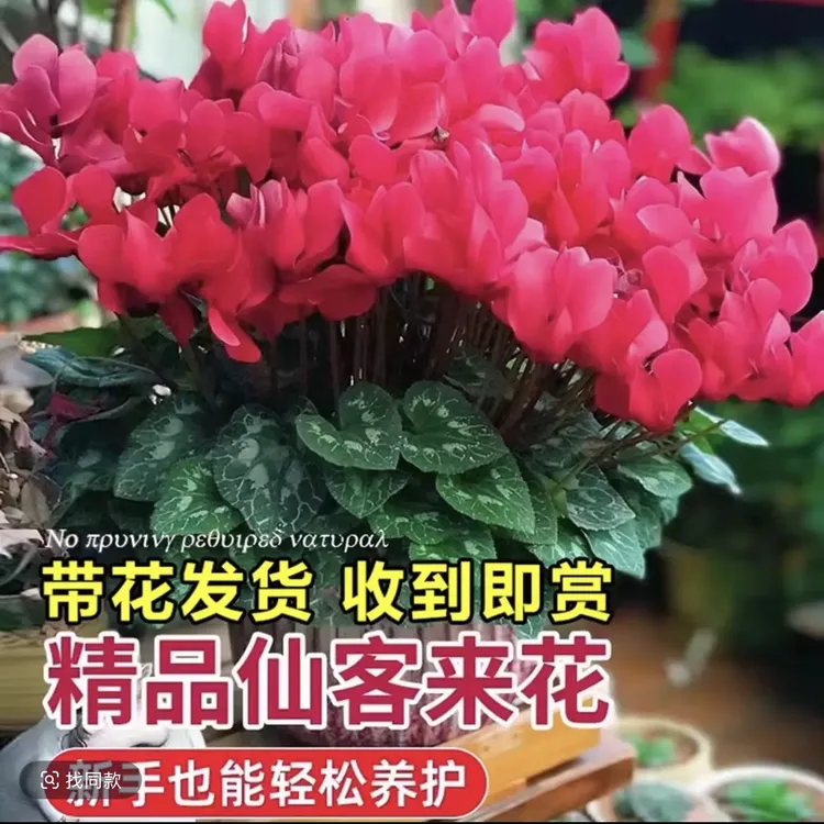 精品仙客来F1代苗（开箱无问题，后期无售后）