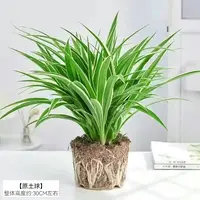 金边吊兰青叶吊兰盆栽阳台办公室内花卉绿植好养垂吊植物吸除甲醛