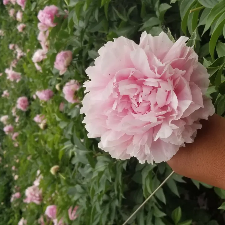 耐寒重瓣观赏芍药绿植晴雯花苗种根粉色易活盆栽花卉绿植盆栽鲜花