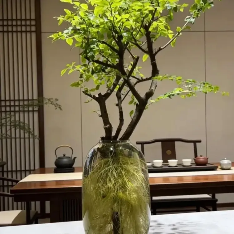 四季可养小叶女贞新品银姬小腊桌面办公客厅会议爆根双色养眼大气