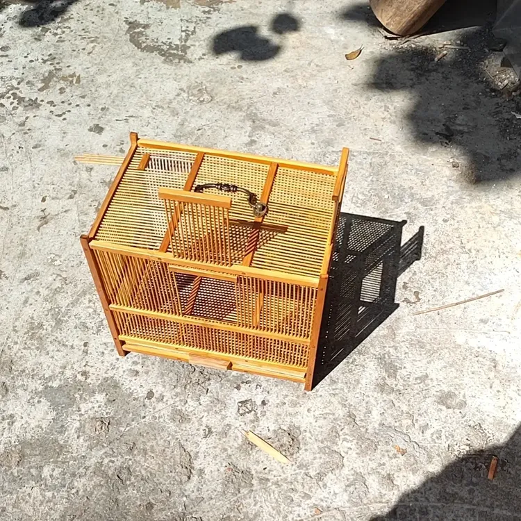 养殖喂养昆虫蚱蜢蟋蟀蚂蚱蝈蝈