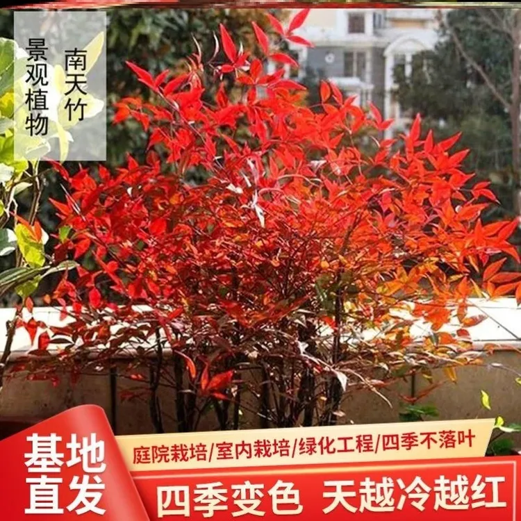  南天竺红天竹盆火红南天竹苗绿化苗庭院耐寒花卉植物南天竹树苗