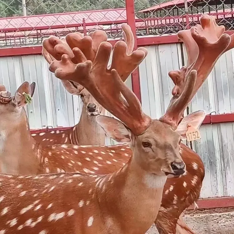 鹿场直销吉林梅花鹿鲜鹿茸直播自选