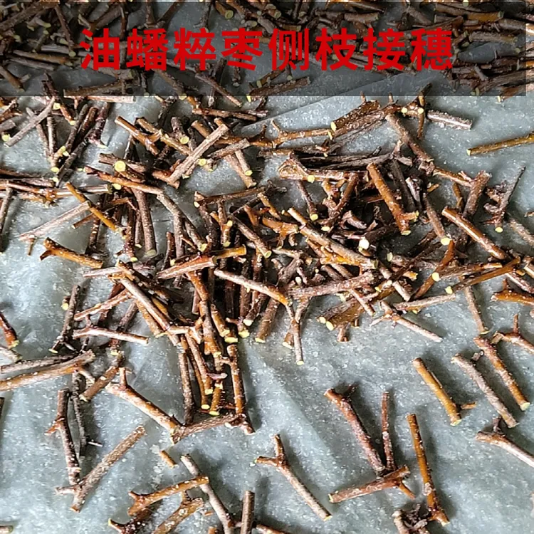 油蟠枣 油蟠粹枣 侧枝接穗