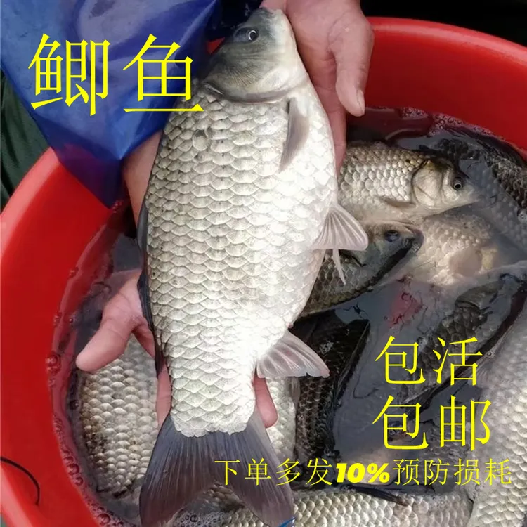 活体鲫鱼中科五号鲫鱼彭泽鲫大板鲫水族宠物观赏鱼淡水冷水鱼养殖