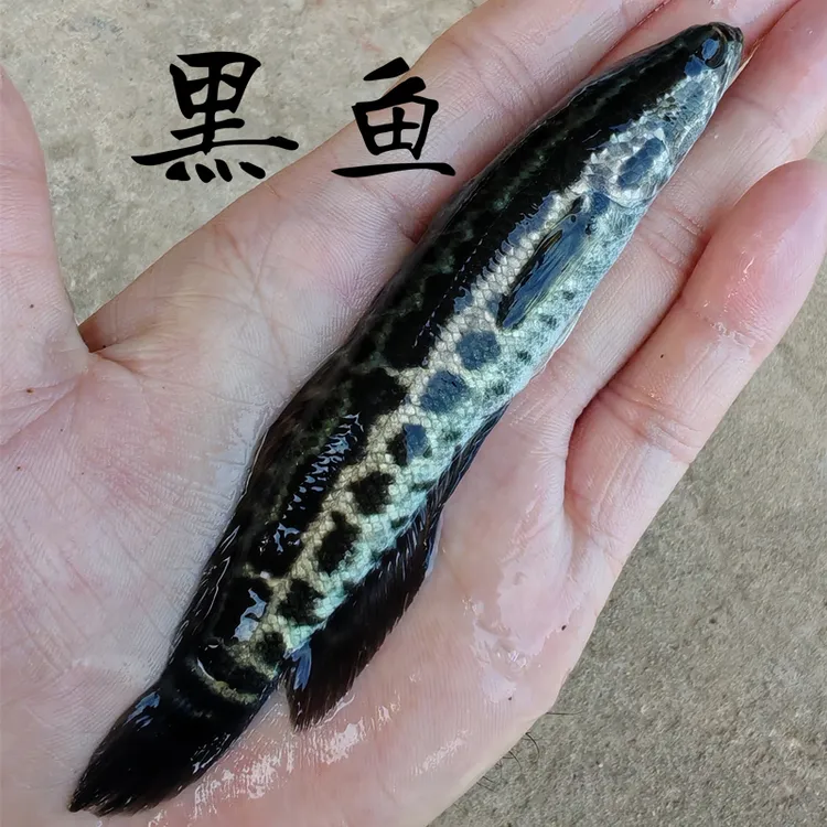 特大黑鱼生鱼财鱼乌鳢鱼淡水养殖宠物鱼水族活体观赏鱼蟒纹雷龙鱼
