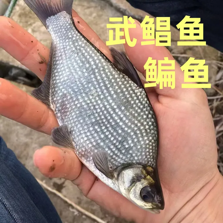鳊鱼武鲳鱼淡水鱼三角鲂鱼团头鲂三角边沙边鱼宠物水族观赏