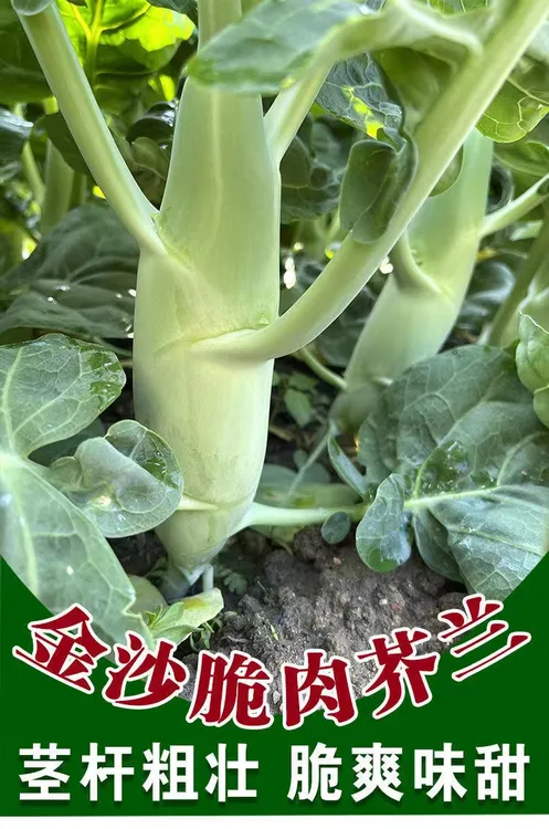 广东鸡腿芥兰种子甜脆茎干粗壮四季芥兰心种子发芽抗病良种耐寒
