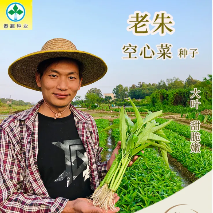 老朱三叉空心菜种子适应南方四季种植发芽率高大叶大杆通菜种子