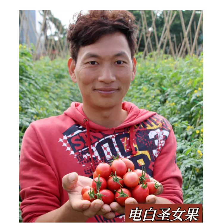 千禧圣女果苗嫁接苗小番茄苗高产培育成熟生长种植品质季节保护