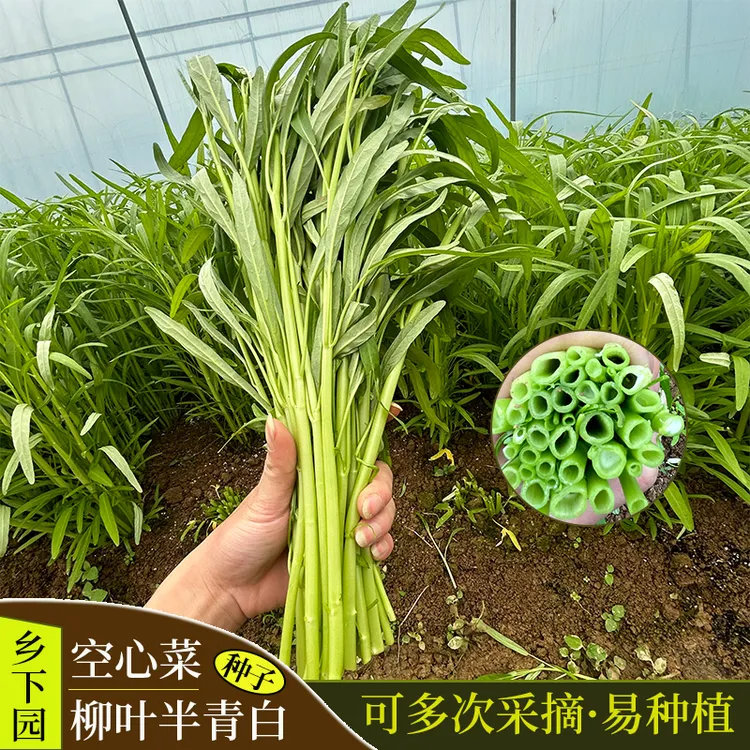 柳叶半青白空心菜季节种子四季生长种植优质大田阳台盆栽蔬菜菜籽