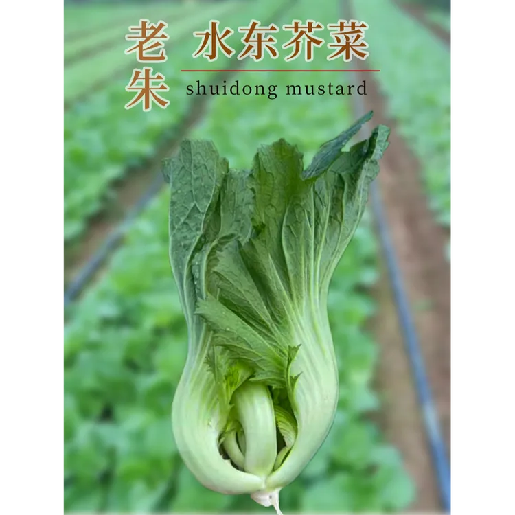 老朱水东芥菜种子茂名特产大田种植好品种优良家庭显菜园可以种植