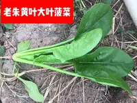 老朱黄叶大叶菠菜新一 代杂交品种生长速度快，抗病能力强，产量高