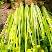 黄心芹菜种子抗病实心芹菜种子小芹菜种子蔬菜种子良种品质生长