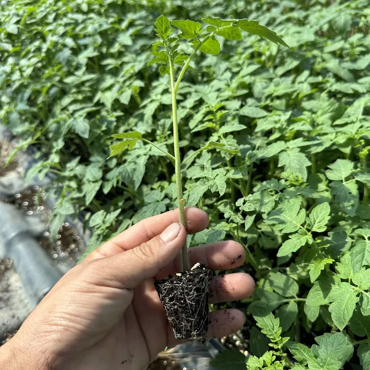 西红市番茄番茄种子西红柿蔬菜种子蔬菜种苗种子大果红果番茄