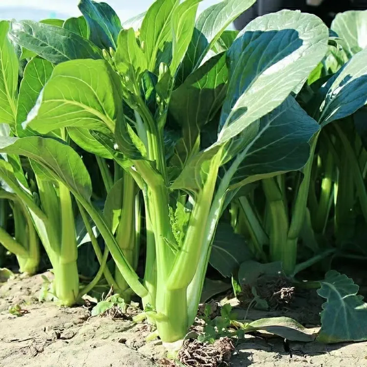 老朱广东甜菜心种子四季农家可以种植品质播种产地生长