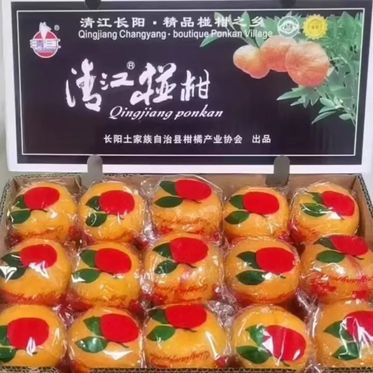 湖北长阳清江椪柑新鲜橘子水果10～11斤左右西藏新疆不发货慎拍