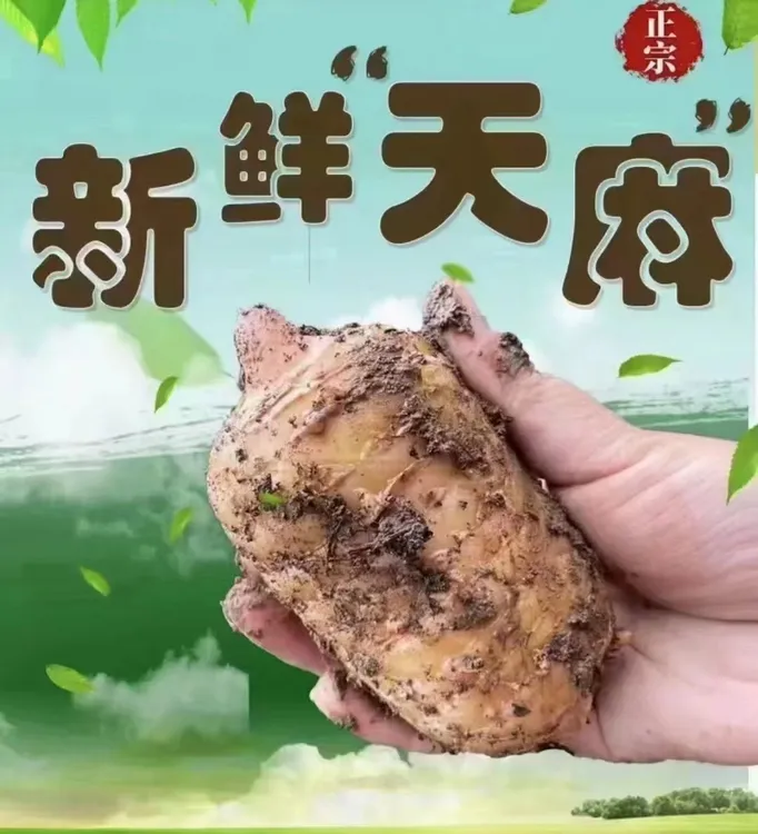 云南昭通彝良正宗小草坝天麻