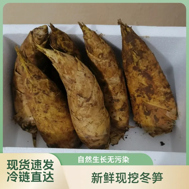 湖南新鲜冬笋现挖笋楠竹笋冬笋农家特产嫩笋尖非种植自然生长竹笋