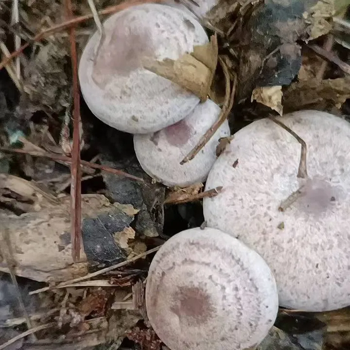 【顺丰冷链】乌枞菌天鹅菌枞树菌现采发货