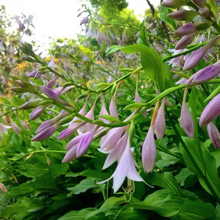 白玉簪花多年生地被草本植物庭院紫玉簪花叶容易耐寒宿根花卉地栽
