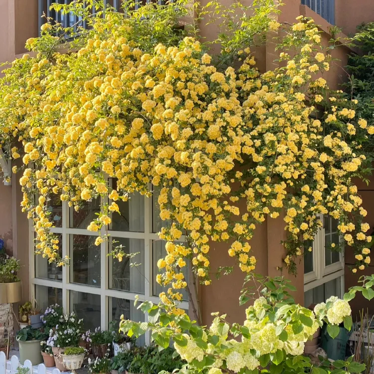 【黄木香】木香花藤本爬藤拱门花墙栅栏庭院种植爬墙浓香美观重瓣