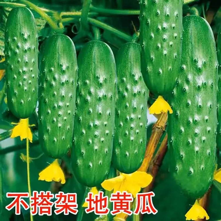 【满地爬水果黄瓜种子】水果黄瓜种子旱黄瓜免搭架四季蔬菜种子