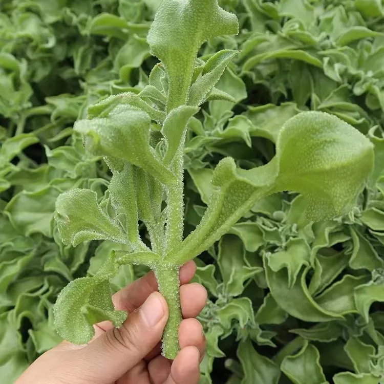 水晶冰菜种籽阳台蔬菜种子大全四季盆栽冰草苗秧秋冬种植青菜种孑