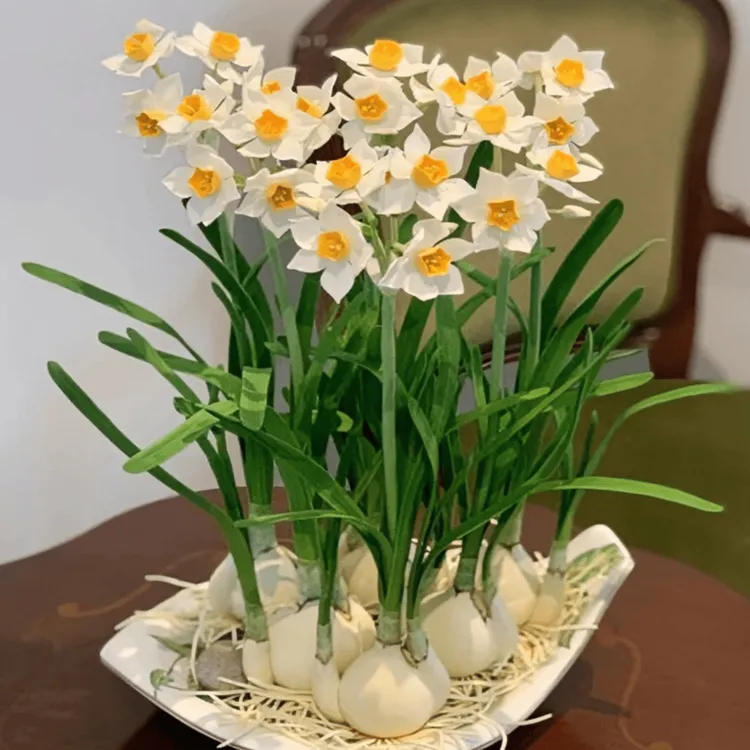 水仙花种球水培耐寒室内四季水养花卉盆栽植物