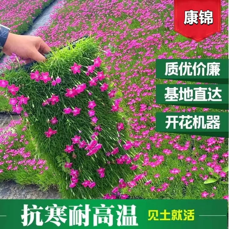 欧石竹穴盘苗粉贝花卉盆栽耐寒地被绿植庭院草坪四季开花带花苞