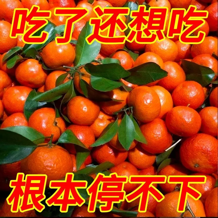 四季红蜜桔湖北东方红桔当季红橘皮薄肉厚清甜全国包邮坏果包赔