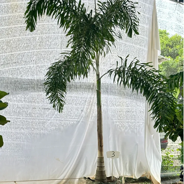 精品狐尾椰子树热带绿植室内外大型绿植室外阳台庭院绿化棕榈树