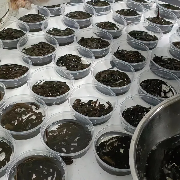 人工饲养蚂蟥钓鱼蚂蟥
