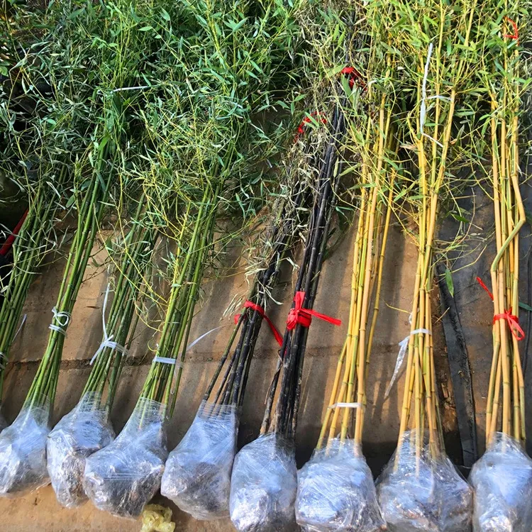 竹子树苗庭院植物北方耐寒室内盆栽黄金竹紫竹苗金镶玉竹四季青竹