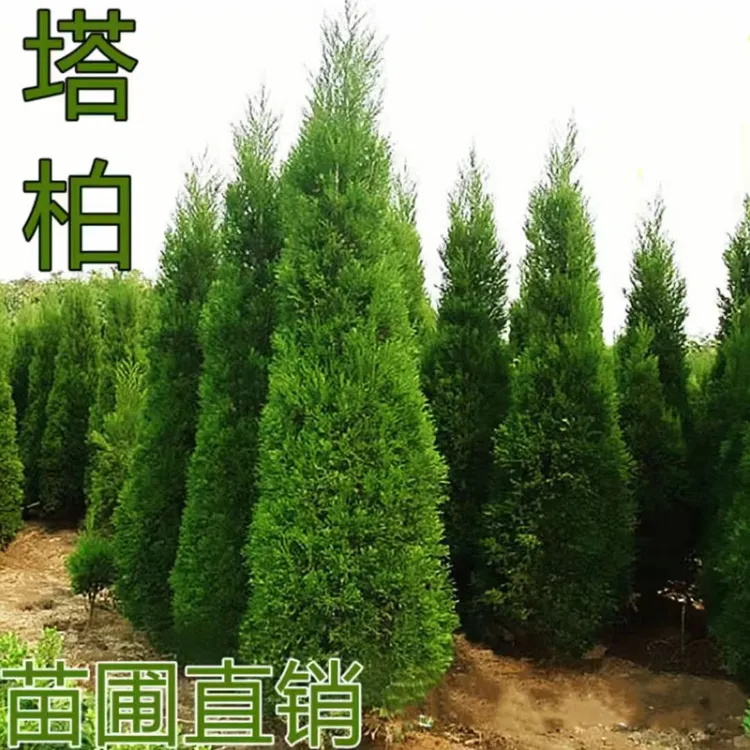 柏树树苗塔柏扁柏松柏侧柏树苗圆柏松树宝塔松龙柏苗四季青松柏树