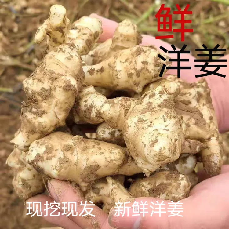 现挖鲜洋姜不辣菊芋5斤鬼子姜9斤3斤1斤现挖现发