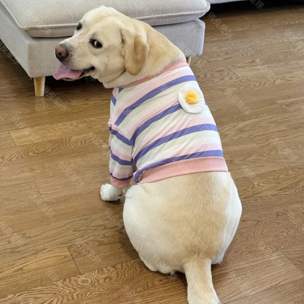 新款网红宠物衣服可爱荷包蛋拼色条纹短款带袖子拉布拉多中大型犬