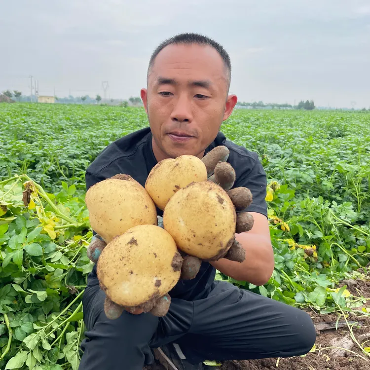 土豆小果5斤2025新鲜现挖黄皮豆炒菜炖汤必备包邮黄心土豆黄心土
