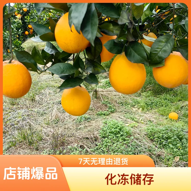 纽荷尔脐橙多汁现采肉厚化渣新鲜香甜果香充足自然细腻爆汁现摘