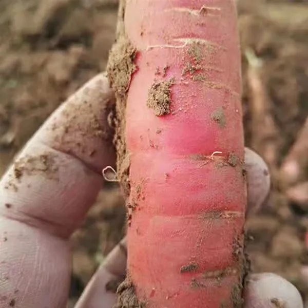 凤翔亭子头小叶红萝卜陕西水果蔬菜胡萝卜现挖5斤装包邮