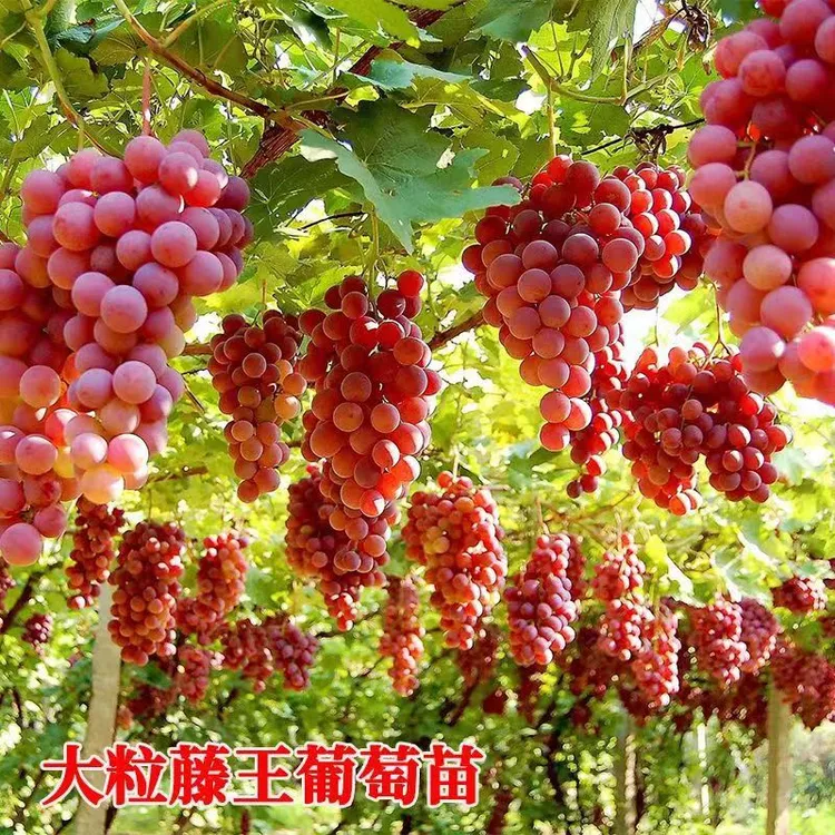 藤王葡萄树苗阳台庭院盆栽地栽