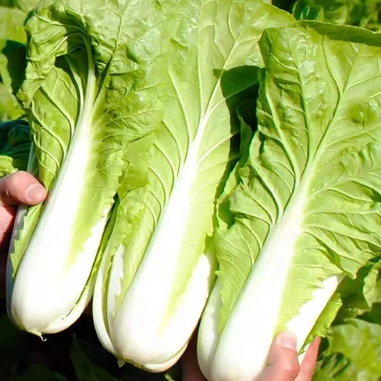 【满5元包邮】四季快菜种子速生有机小白菜种籽早熟蔬菜青菜种子