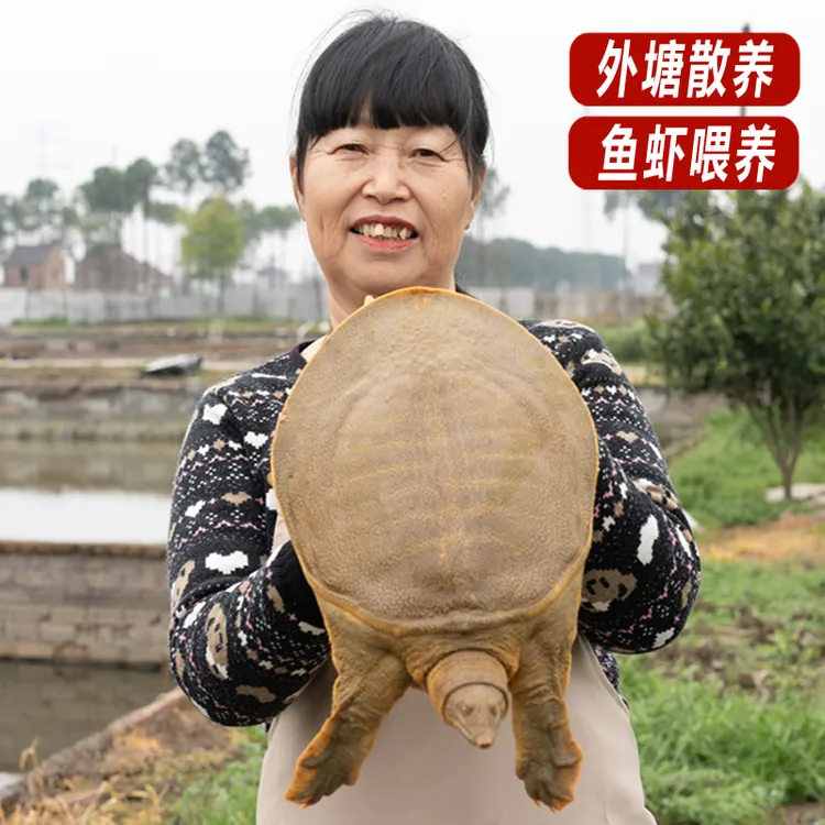 【顺丰1】外塘甲鱼嘉兴青黄中华老鳖鲜活体优质王八水产原生态新鲜