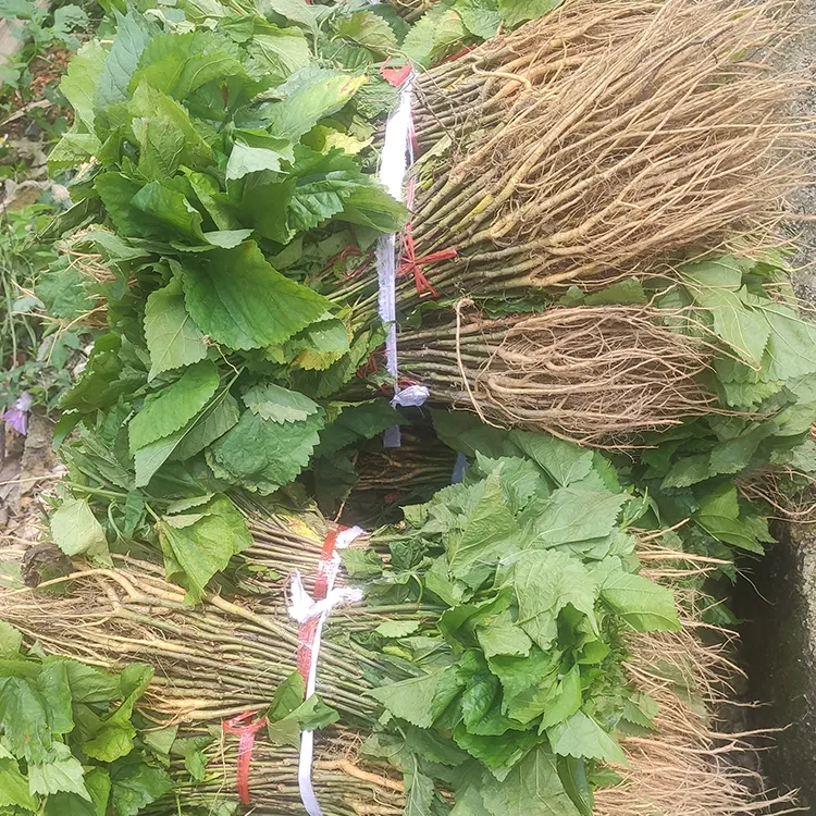 天龙公司正品桂桑6号大叶桑苗广西杂交桑树苗蛋白桑可摘叶/可伐条