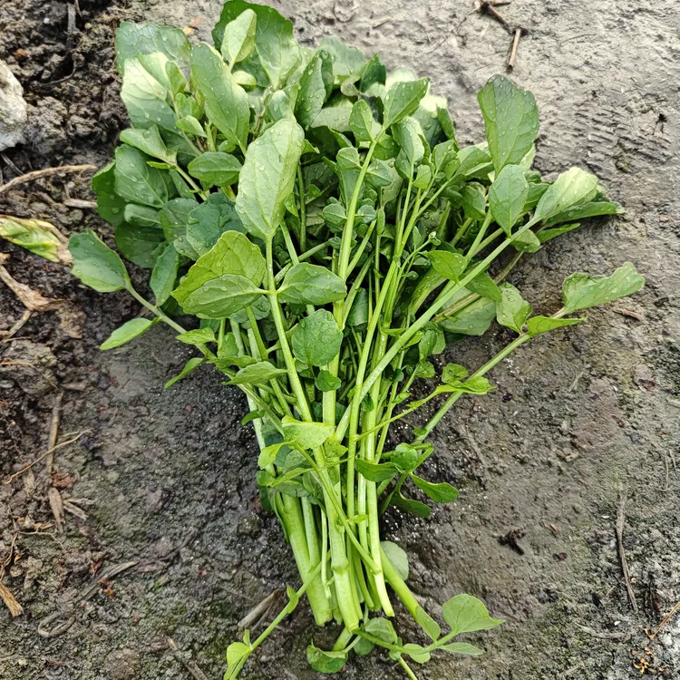 潮汕本地西洋菜和其他蔬菜组合当季蔬菜口感好品质高顺丰包邮