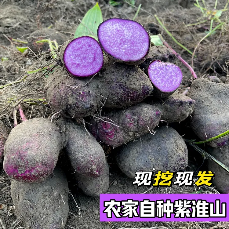 赣南老品种紫淮山 紫山药 紫毛署脚板薯大薯农家自种3斤