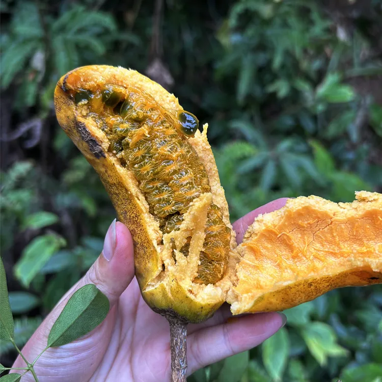 赣南九月黄拿藤包八月瓜木通果根茎3斤5斤新鲜采摘发货